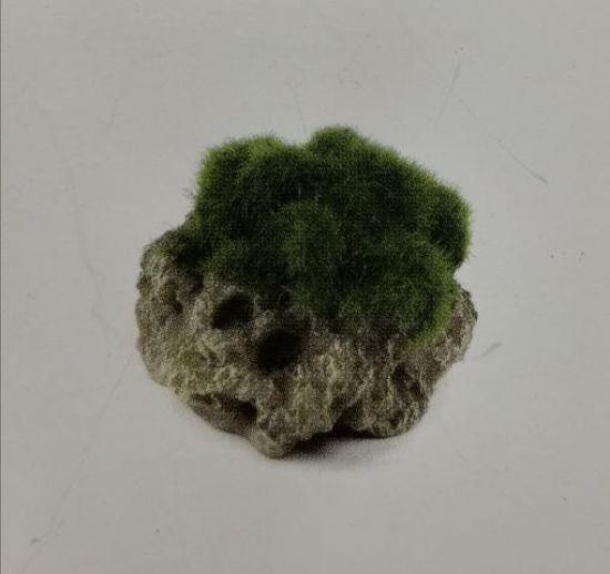 Εικόνα της AD ROCK MOSS 7.3 cm