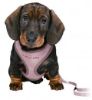 Εικόνα της Junior puppy soft harness with leash, 26–34 cm/10 mm, 2.00 m, light lilac