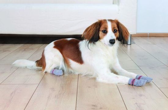 Εικόνα της Dog socks, non-slip, S–M, 2 pcs, grey