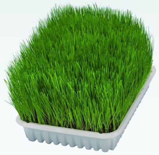 Εικόνα της Cat grass dish, bowl/approx. 100 g